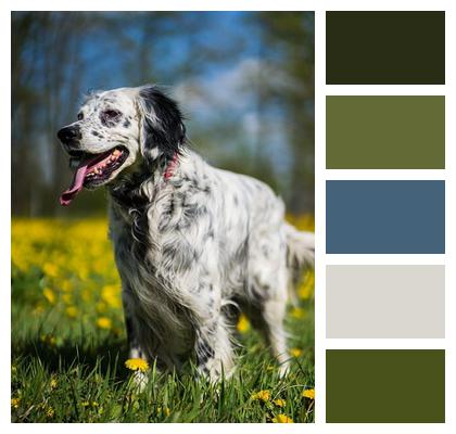 Animal English Setter Dog Image